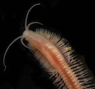 Archivory worm