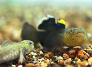 Australian desert goby fish