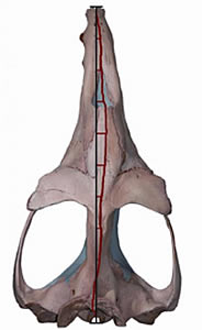 Basilosaurus isis skull