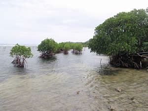 Batangas Verde Island Passage Philippines restored mangrove