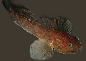 Benguela goby