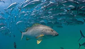 Cabo Pulmo National Park