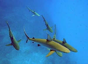 Carcharhinus amlyrhynchos