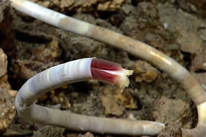 Chemosynthetic bacteria tubeworms