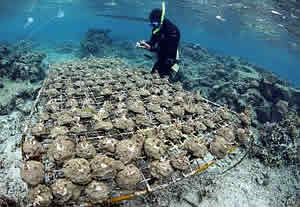 Coral being studied racks