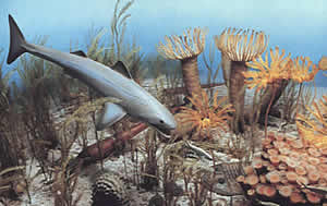 Devonian marine life