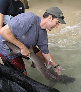 Dr. Nick Whitney tags and releases whitetip Copyright Nick Whitney  Mote Marine Laboratory