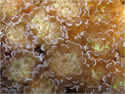 Euphyllianewbubblecoralsm