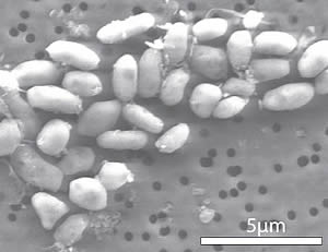 GFAJ 1 grown on arsenic