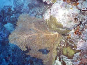 Gorgonian specimen