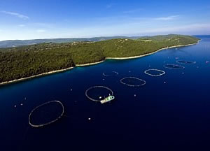 Kali Tuna farm