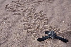 Leatherback Sea Turtle Hatchling