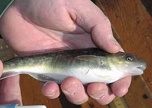 Mature tagged Atlantic tomcod