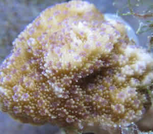 Montipora patula