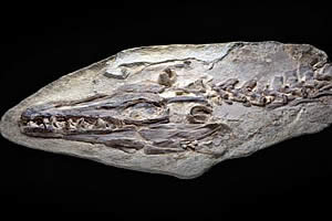 Mosasaur fossil