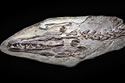 Mosasaurfossilsm