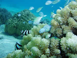 Pocillopora coral