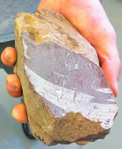 Princeton geoscientist Adam Maloof fossil rock sponge