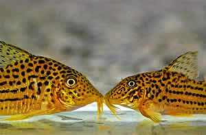 South American Corydoras catfish