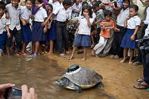 Southern River terrapin