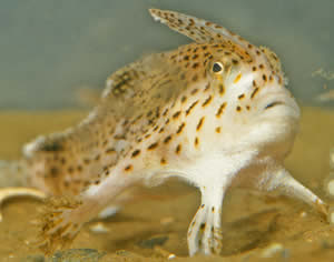 Spotted Handfish