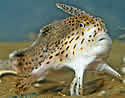 SpottedHandfishsm