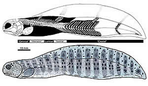 Tarrasius problematicus reconstruction