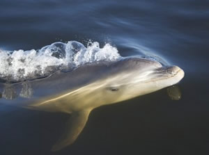 Tursiops australis