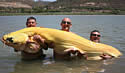 albinocatfish