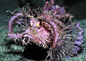 ambonscorpionfish