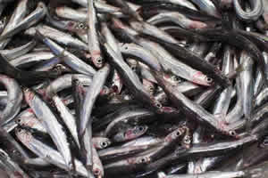 anchovies