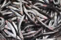 anchoviessm