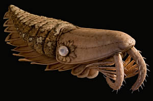 anomalocaridids super predator