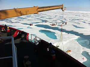 arctic ice phytoplankton