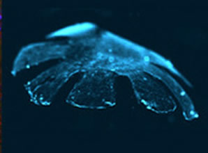 artificial jellyfish heart rat