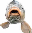asiancarp