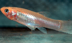 atlantic molly Poecilia mexicana