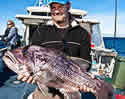 aussiefish