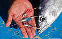 badtuna