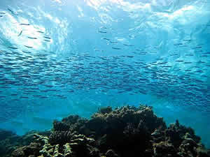 bait fish great barrier reef