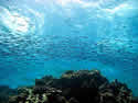 baitfishgreatbarrierreefsm
