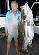 barramundi