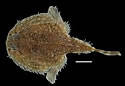 batfish