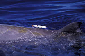 beaked whale sonar tag
