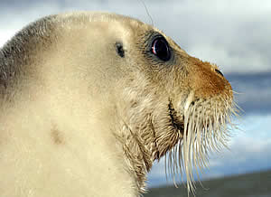 bearded seal