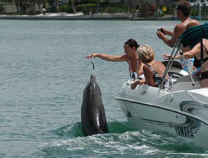 beggar dolphin dead feeding