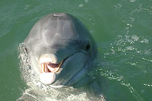 beggar dolphin photo