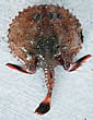 bengalbatfish