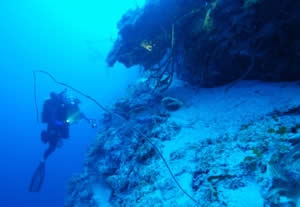 benthic diver