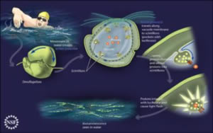 biolumen dinoflagellates